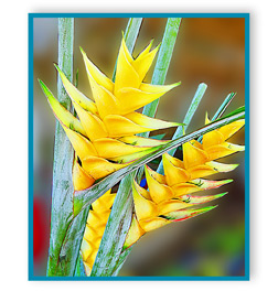 Tropical Flowers, Maui Hawaii