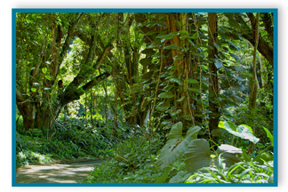 View of Haiku, Maui Hawaii 