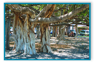 Lahaina Banyan Tree, Maui Hawaii