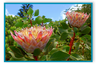 Protea Upcountry Maui, Hawaii