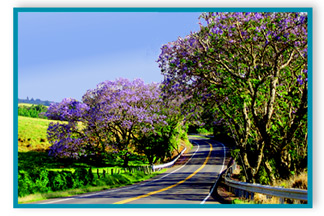 jacaranda trees